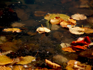 Autumn Leaves