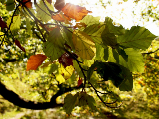 Autumn Leaves 2