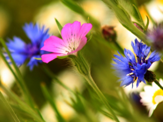 Spring Flowers