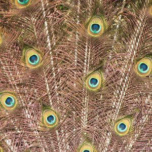 Peacock (16 × 12 inches)