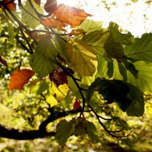 Autumn Leaves 2 (16 × 12 inches)