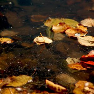 Autumn Leaves (16 × 12 inches)