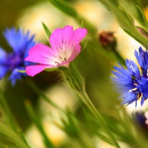 Spring Flowers (16 × 12 inches)