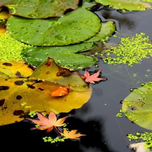 Reflection no 3 (16 × 12 inches)